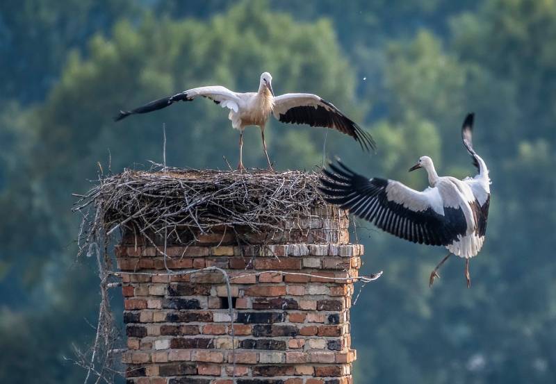 Expert Chimney Animal Removal in Chesterfield, MI Professional Chimney Animal Removal Services in Chesterfield, Michigan