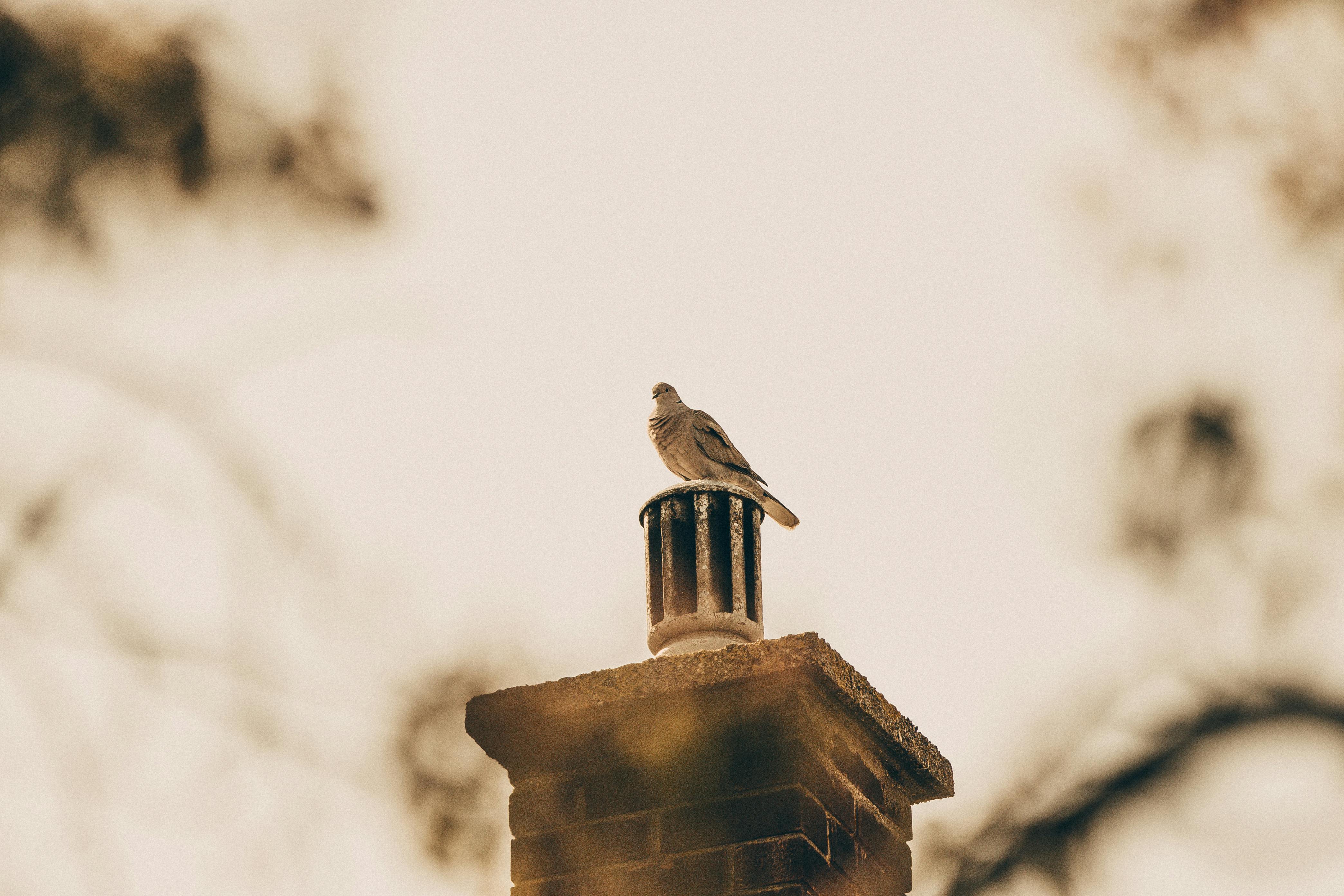Professional Chimney Cap Installation Services in Chesterfield, MI Expert Chimney Cap Installation in Chesterfield, Michigan